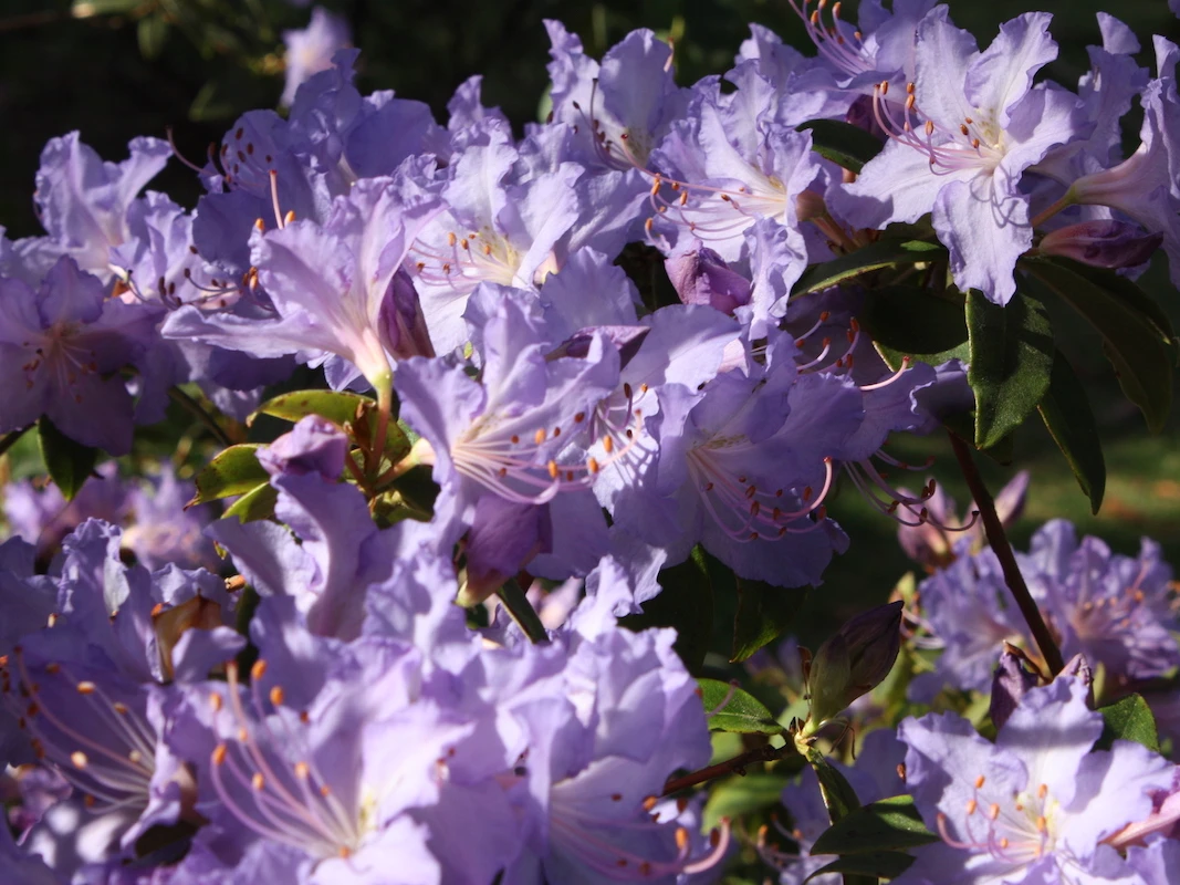 R. augustinii